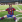 Thibaud Convert